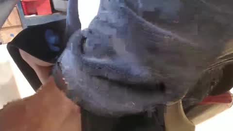 mee9090e900 online show from 09/19/25, 11:11