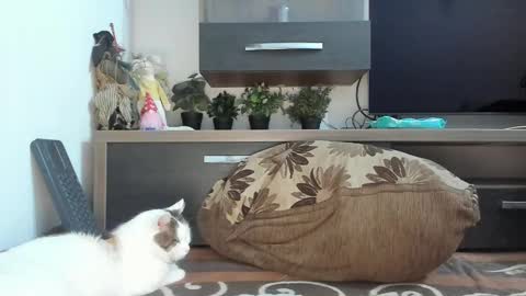 MellyMell  online show from 02/18/25, 02:16