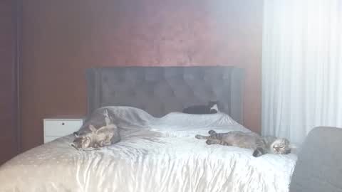 Misha online show from 01/31/26, 07:11