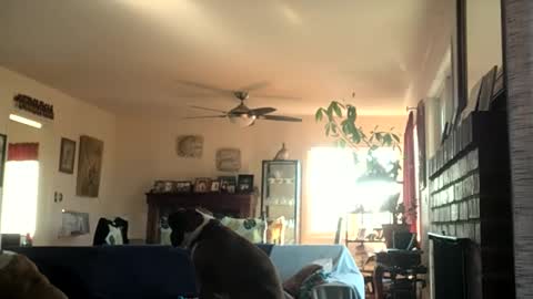 Monkee Dance online show from 12/02/24, 06:54