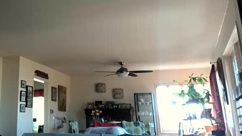 Monkee Dance online show from 01/28/25, 05:35