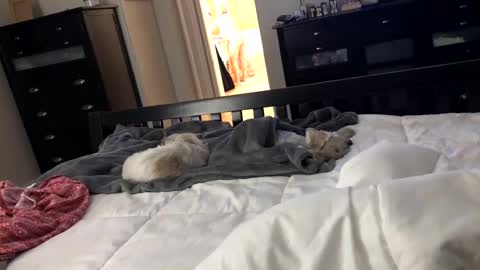 Snapshot of mrrogue chatting on 12/24/24, 05:49 mrrogue online show from 12/24/24, 05:49