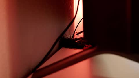 YOUR OWNER online show from 03/01/25, 06:11