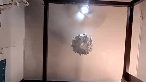 Haven online show from 03/26/26, 04:56