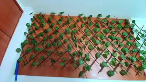 Kitten online show from 04/08/26, 11:21