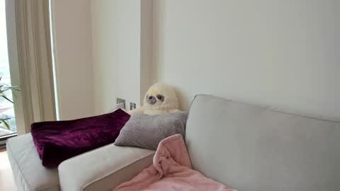 Gigi Chu  online show from 02/19/25, 03:05