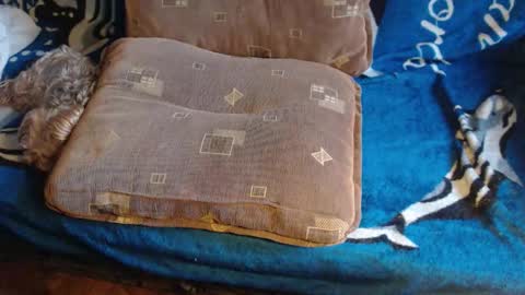 Lilly  online show from 02/17/26, 07:38