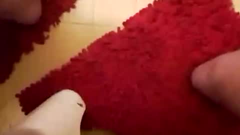 BookWriter online show from 01/26/25, 06:28