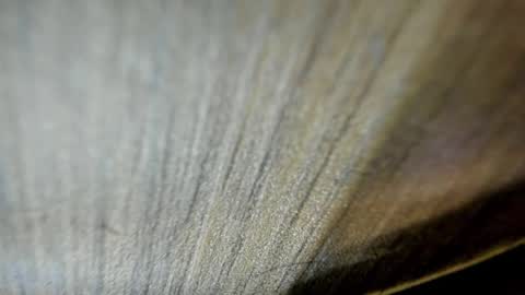 Niick online show from 03/19/26, 02:15