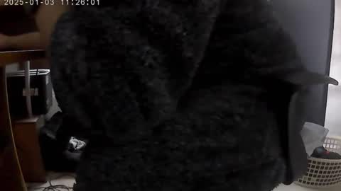 Snapshot of nineinchhard chatting on 01/03/25, 11:25 nineinchhard online show from 01/03/25, 11:25