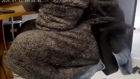 Snapshot of nineinchhard chatting on 01/12/25, 10:34 nineinchhard online show from 01/12/25, 10:34