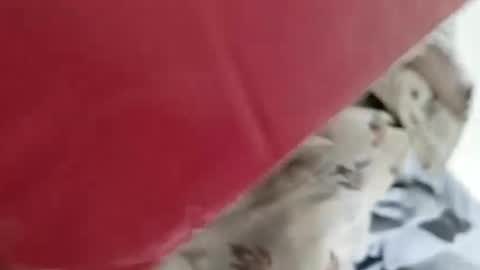 Snapshot of nooby942461 chatting on 01/04/25, 05:16 sim nib online show from 01/04/25, 05:16