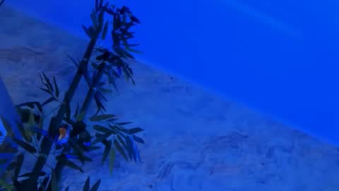 nyssawoodd online show from 10/02/25, 02:46