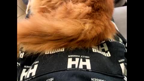 oggs48 online show from 11/01/25, 01:46