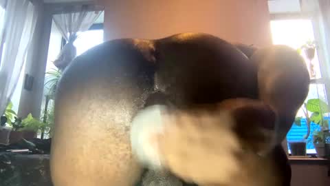 Snapshot of ohhcoco chatting on 01/03/25, 08:54 bbygtbckkk online show from 01/03/25, 08:54