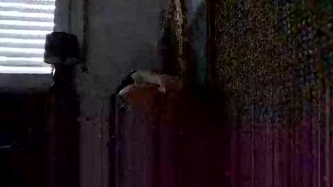 onlywholes online show from 01/26/25, 09:08