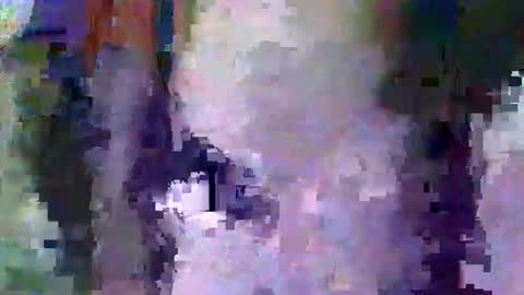 oretrail online show from 02/11/25, 05:37