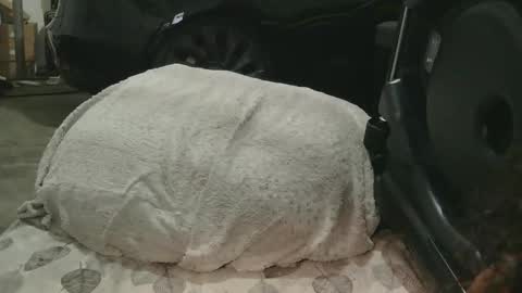 originalcali95 online show from 12/15/25, 01:32