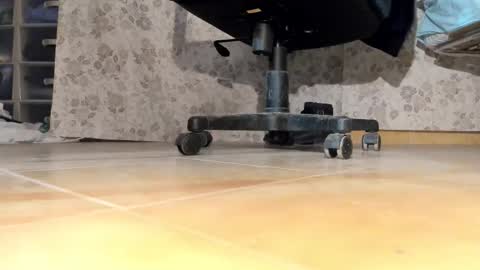 Pablo Meness online show from 12/17/25, 06:36