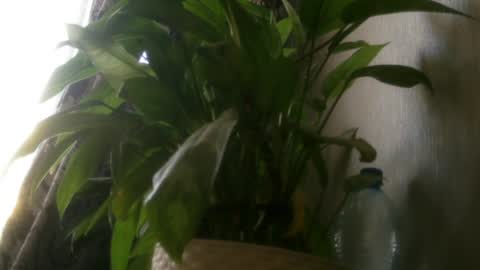 pamela_passion online show from 07/20/26, 11:23