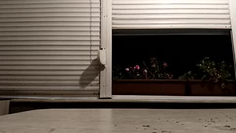 angel hris online show from 11/16/25, 04:23