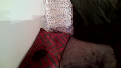 Parlay tellio online show from 01/29/25, 02:30