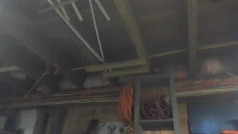 paulstetson online show from 12/26/24, 03:53