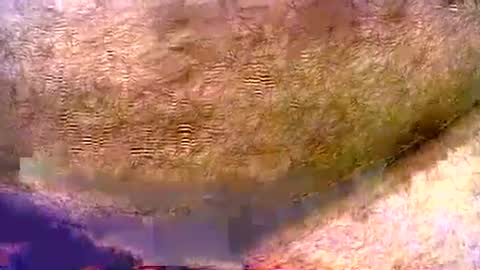 peterpeteropoulos online show from 08/03/26, 07:06