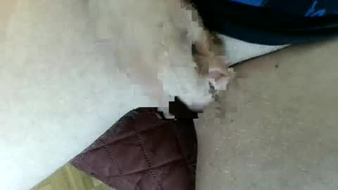 pippo online show from 01/26/25, 03:47