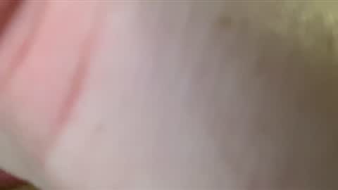 Snapshot of pkeyser33 chatting on 01/10/26, 06:26 DeputyDawg online show from 01/10/26, 06:26