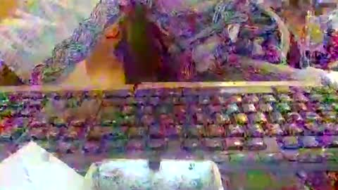 pup_y online show from 12/20/25, 08:10