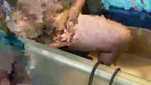 pussy_muncher_691 online show from 10/08/25, 06:05