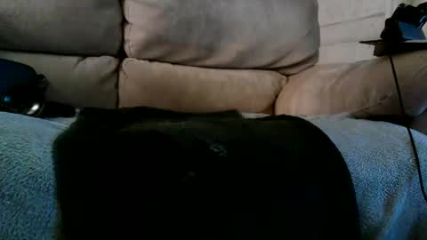 Bi daddy online show from 12/10/24, 06:28