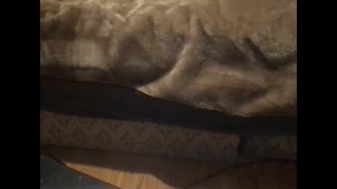 Redfox online show from 01/05/26, 05:38