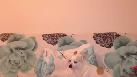 riri_mojo_92 online show from 11/25/25, 10:32