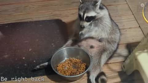 Ryan aka KeylimeRy online show from 02/28/25, 08:31