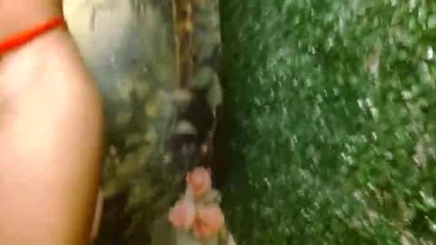 rosa online show from 04/18/26, 02:59