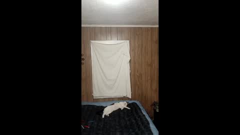 PupTwink online show from 02/03/26, 07:46