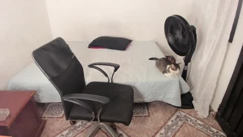 Snapshot of santiceballo chatting on 01/02/25, 11:38 Julius Novachrono online show from 01/02/25, 11:38