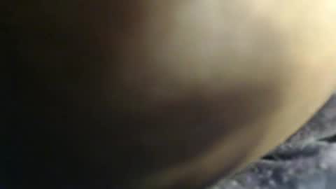 pety online show from 02/03/26, 07:41