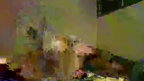 Snapshot of savagetongu3e chatting on 12/05/25, 08:05 savagetonguee online show from 12/05/25, 08:05