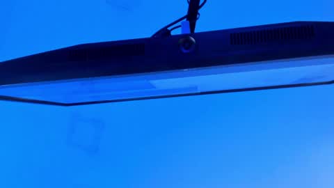 Sebastian online show from 04/13/26, 09:31