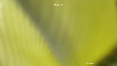 seduce_me_oldman online show from 03/09/26, 03:16