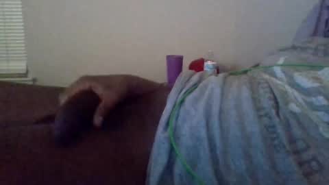 Snapshot of shameak chatting on 10/28/25, 02:48 Shameak online show from 10/28/25, 02:48