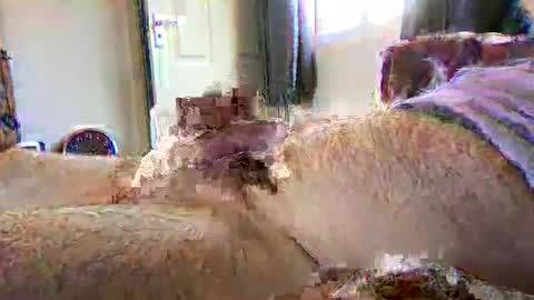 sherlockholmes74 online show from 04/02/26, 03:09