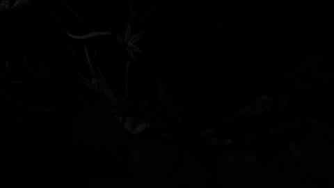 notyourdaddy online show from 01/13/25, 10:58