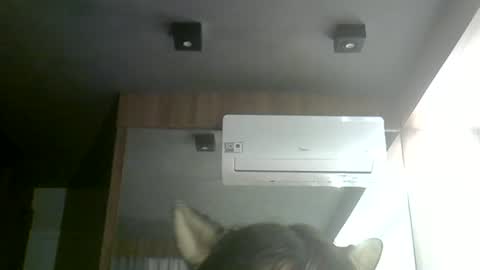 Snapshot of skinnykittencam chatting on 06/24/26, 03:33 skinnykittencam online show from 06/24/26, 03:33