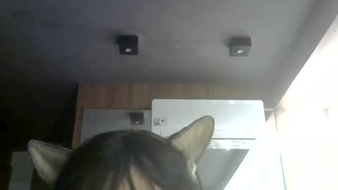 Snapshot of skinnykittencam chatting on 07/07/26, 06:47 skinnykittencam online show from 07/07/26, 06:47