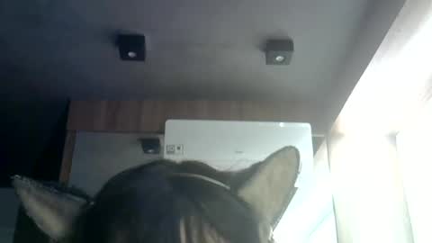 Snapshot of skinnykittencam chatting on 07/09/26, 07:34 skinnykittencam online show from 07/09/26, 07:34