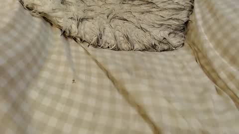 skinnytrans69 online show from 01/16/26, 12:09